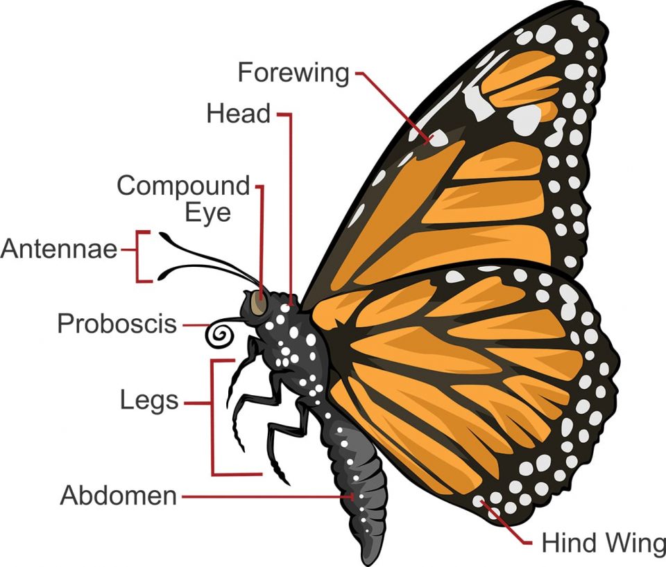 Diagram of the parts of a butterfly for kids