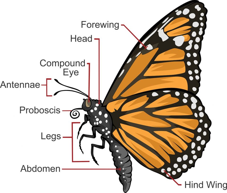 Parts Of Butterfly For Kids