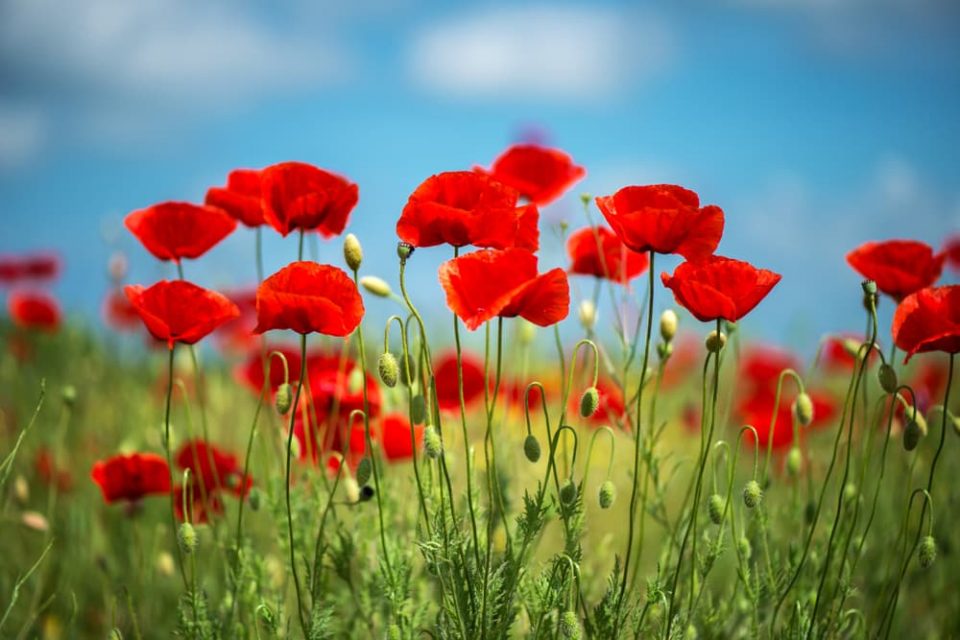 Poppies in a field