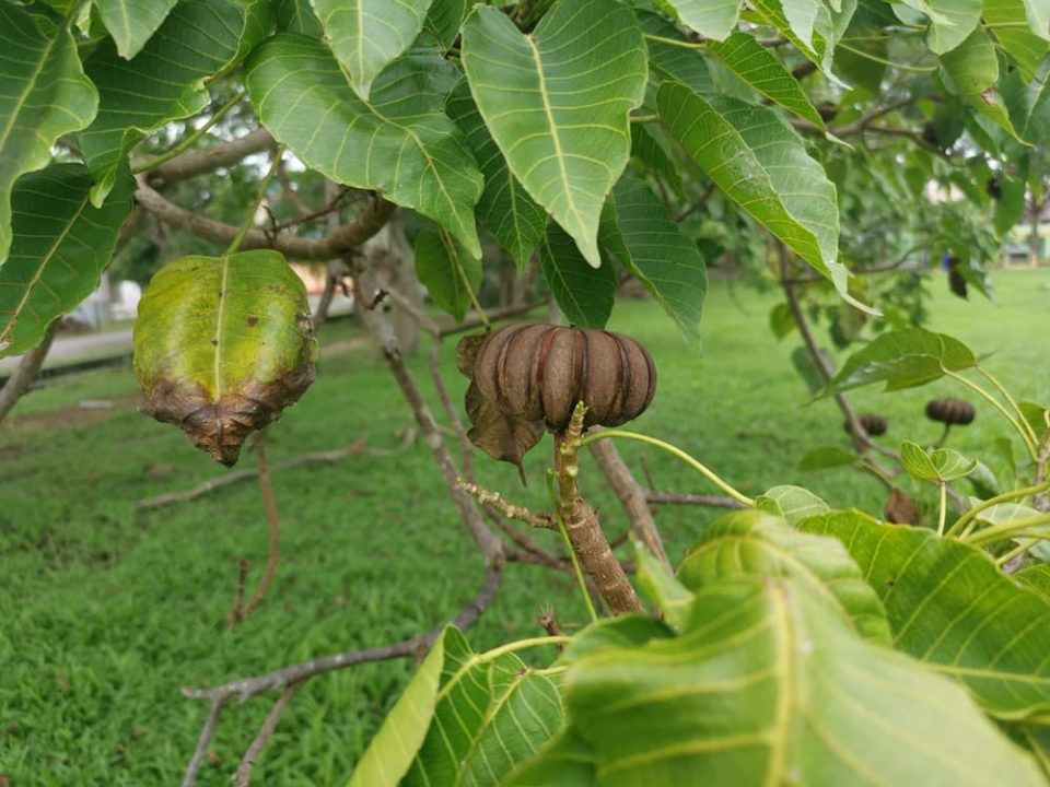 Seed pod of a sandbox tree