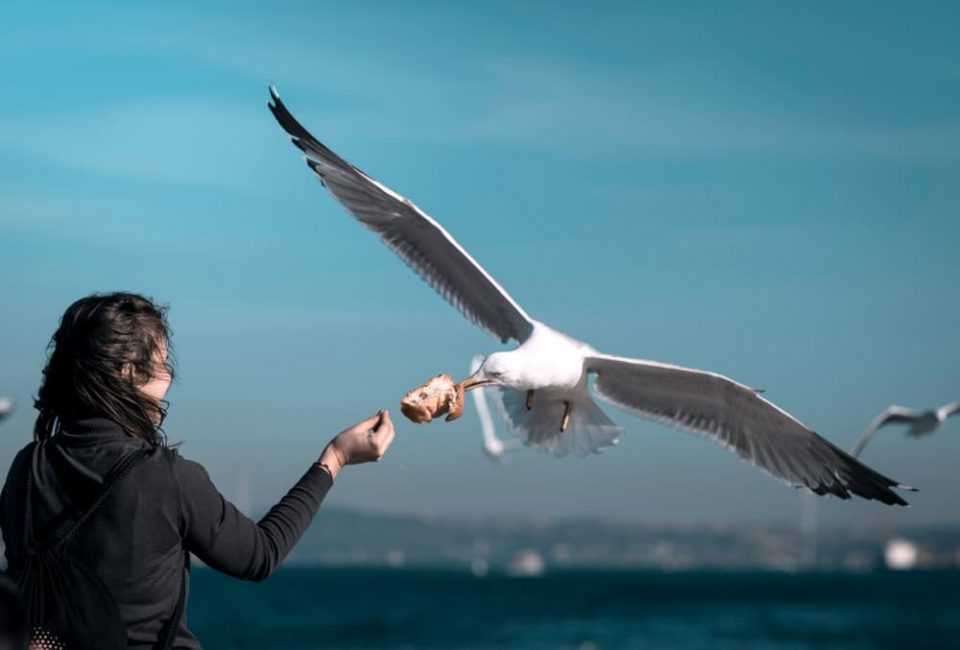 A seagull eating a bagel out of a person's hand in Istanbul, Turkey