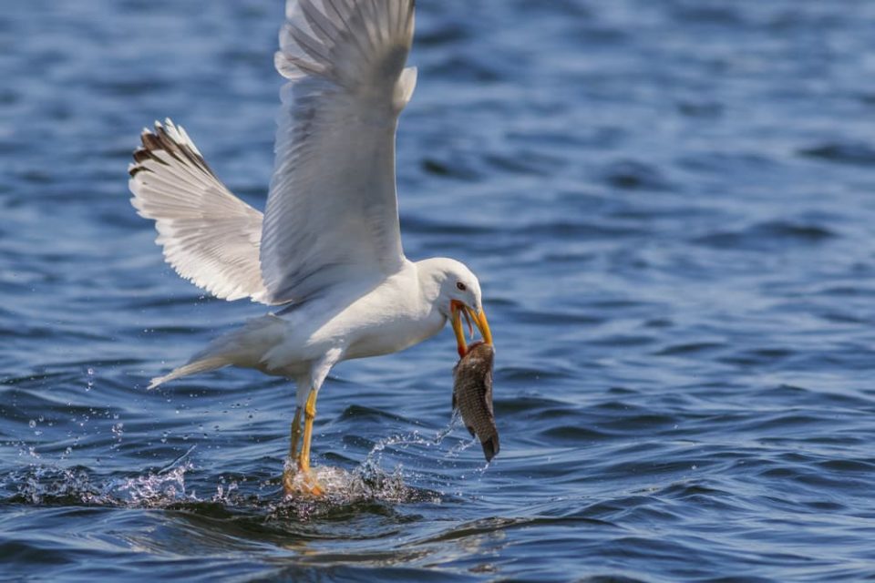 A seagull eating a fish