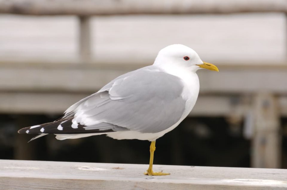 A seagull standing on one leg