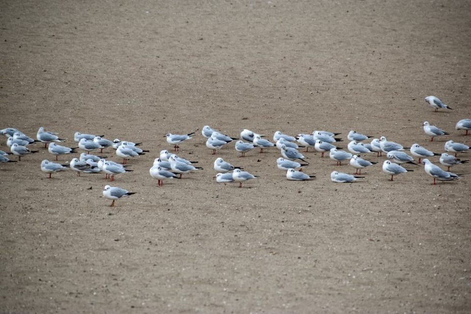 Seagulls asleep on the sand