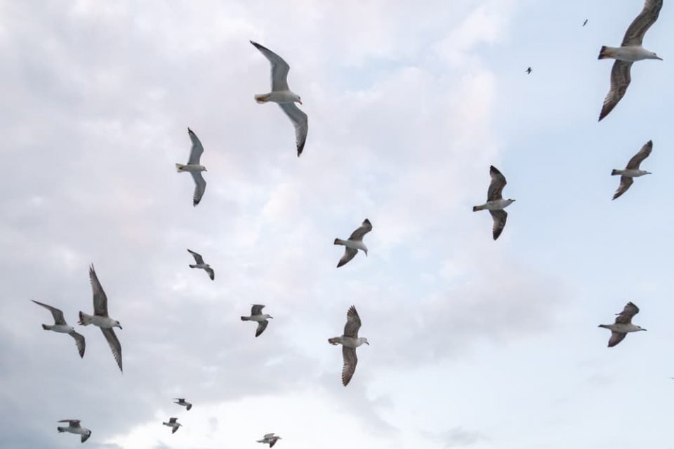 A flock of seagulls in the sky