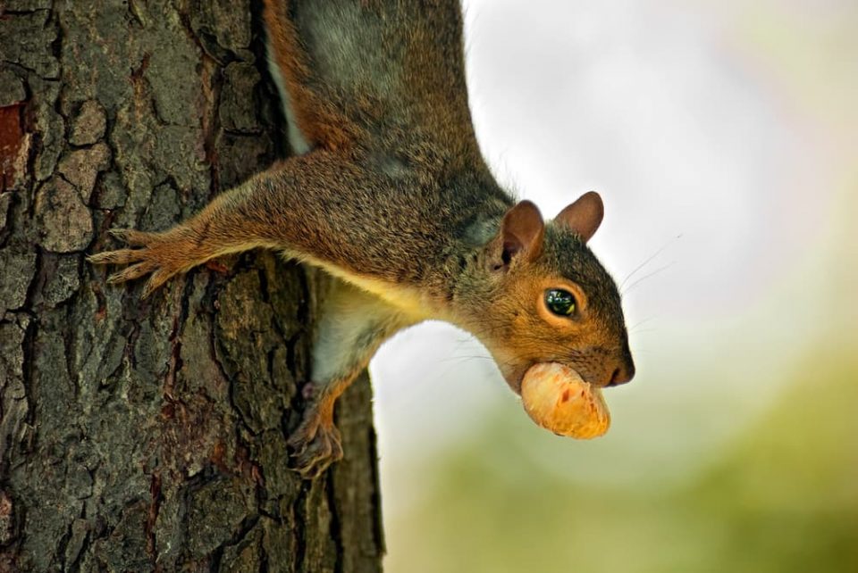 Squirrel carrying a seed