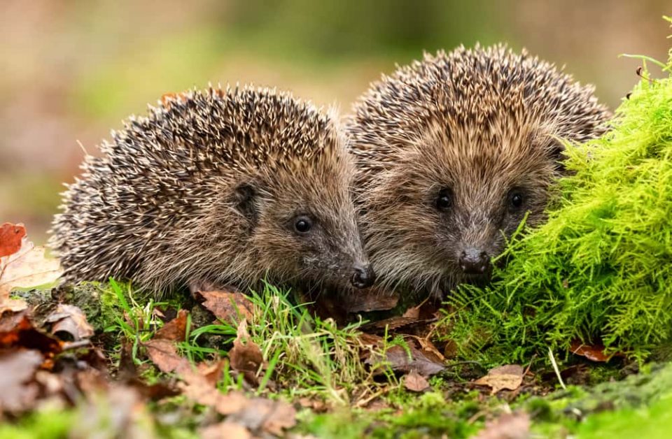 Two hedgehogs side by side