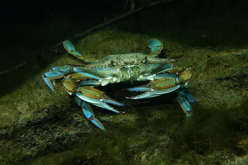 Blue crab underwater