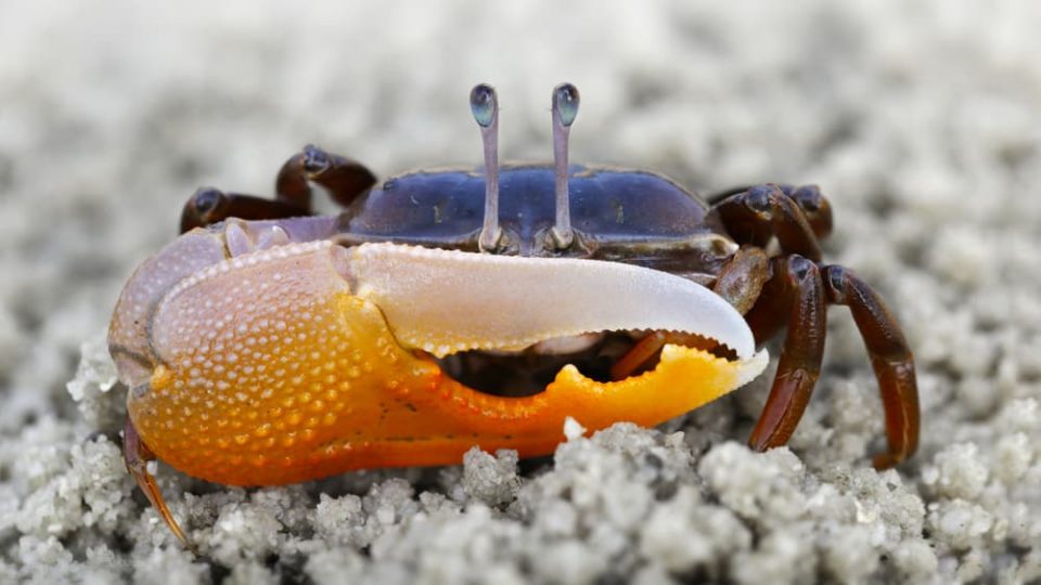Fiddler crab on a beach