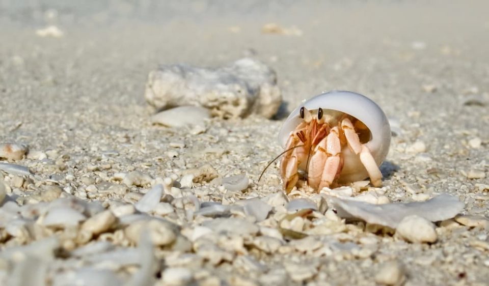 Hermit crab on a beach