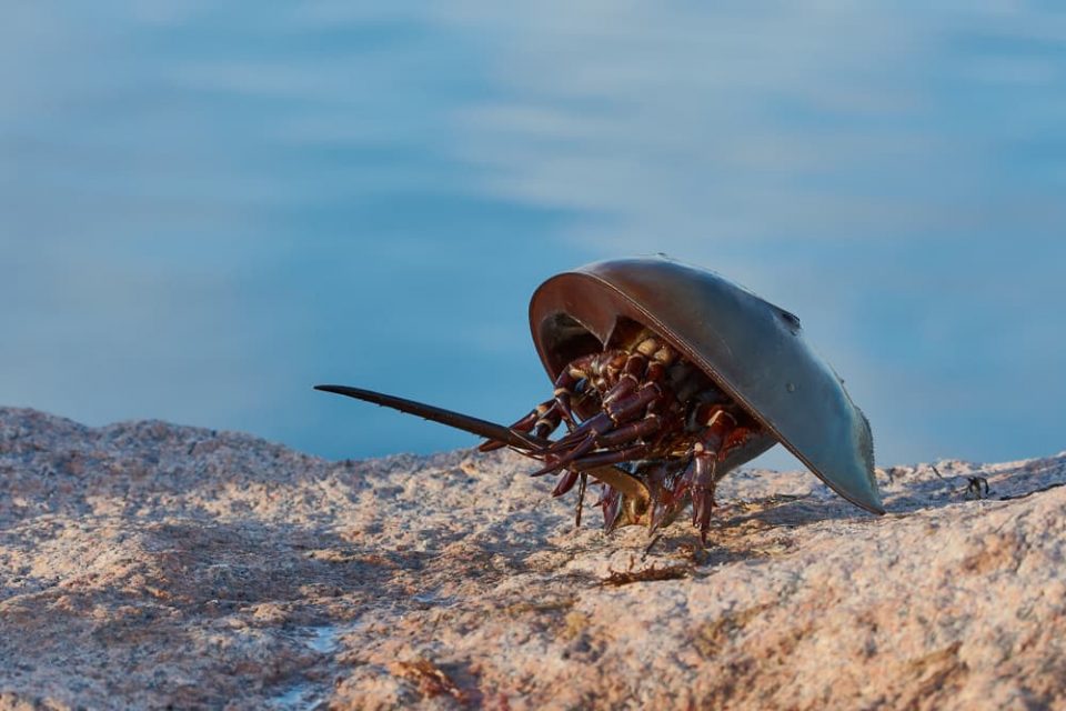 Horseshoe crab on a beach