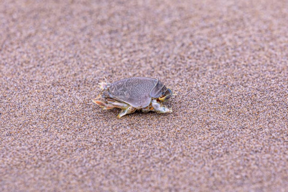 Sand crab on a beach