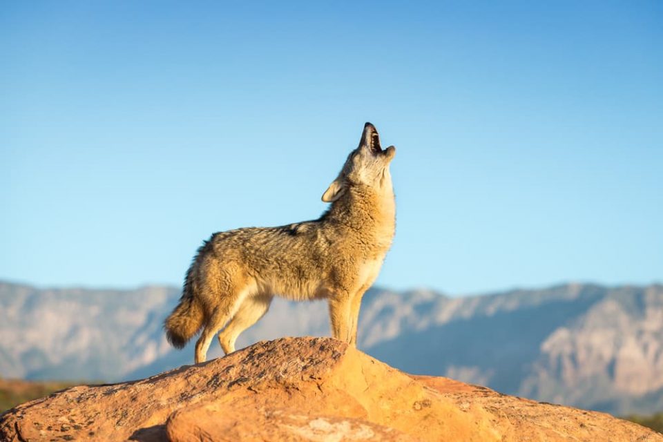 Coyote howling in the wilderness