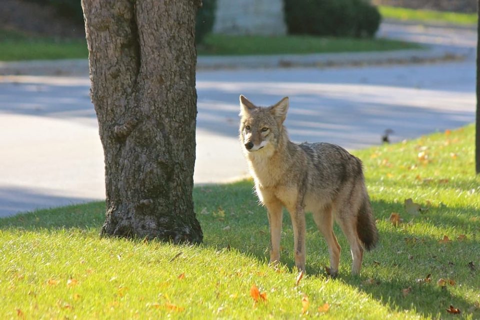 A coyote in the suburbs