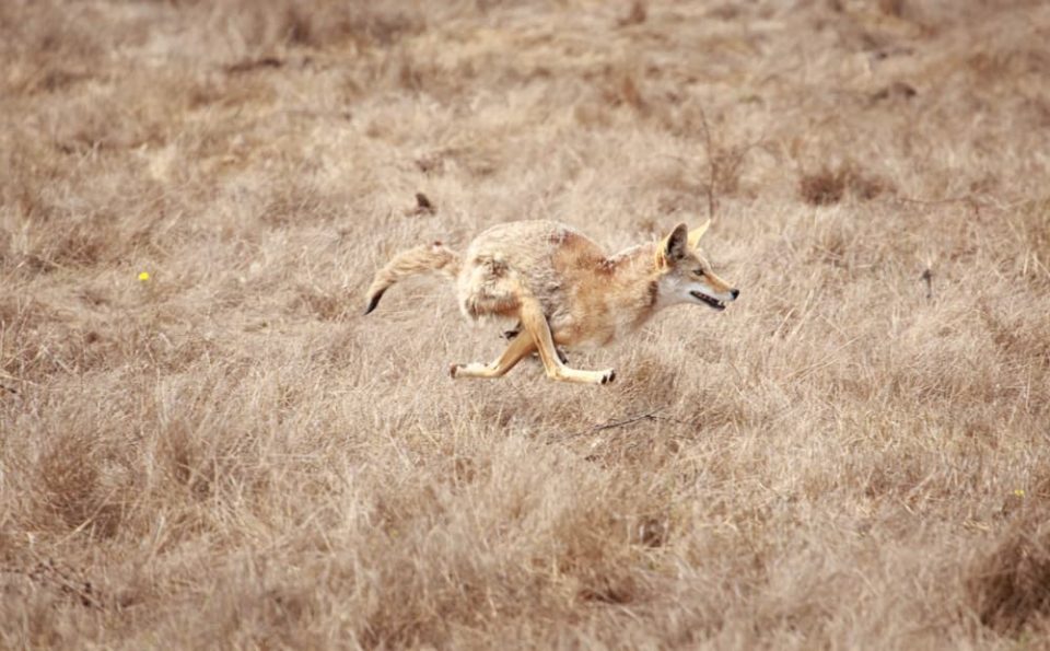 Coyote running across a field