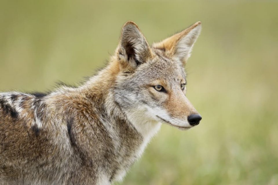 An Eastern coyote