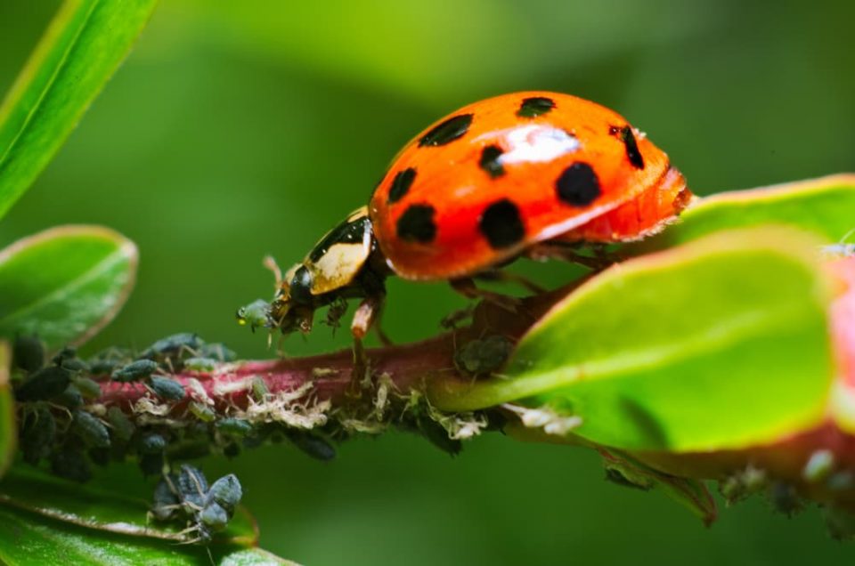 A ladybug eating aphids on a plant stem