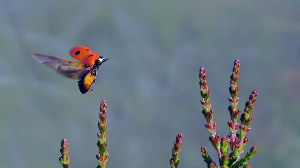 A ladybug flying over a meadow