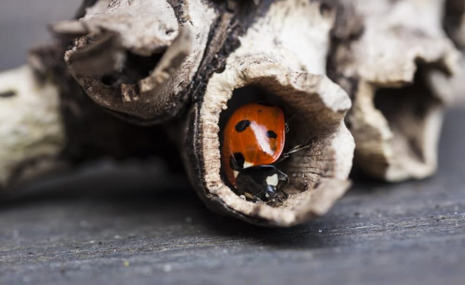 A ladybug in its hibernation den