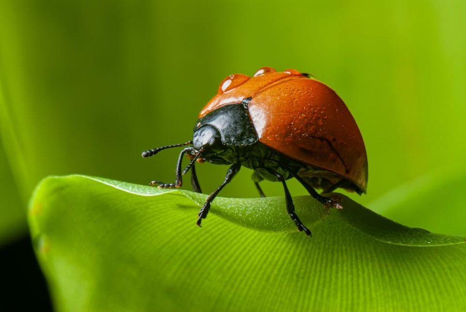 Photo of a ladybug showing all six of its legs
