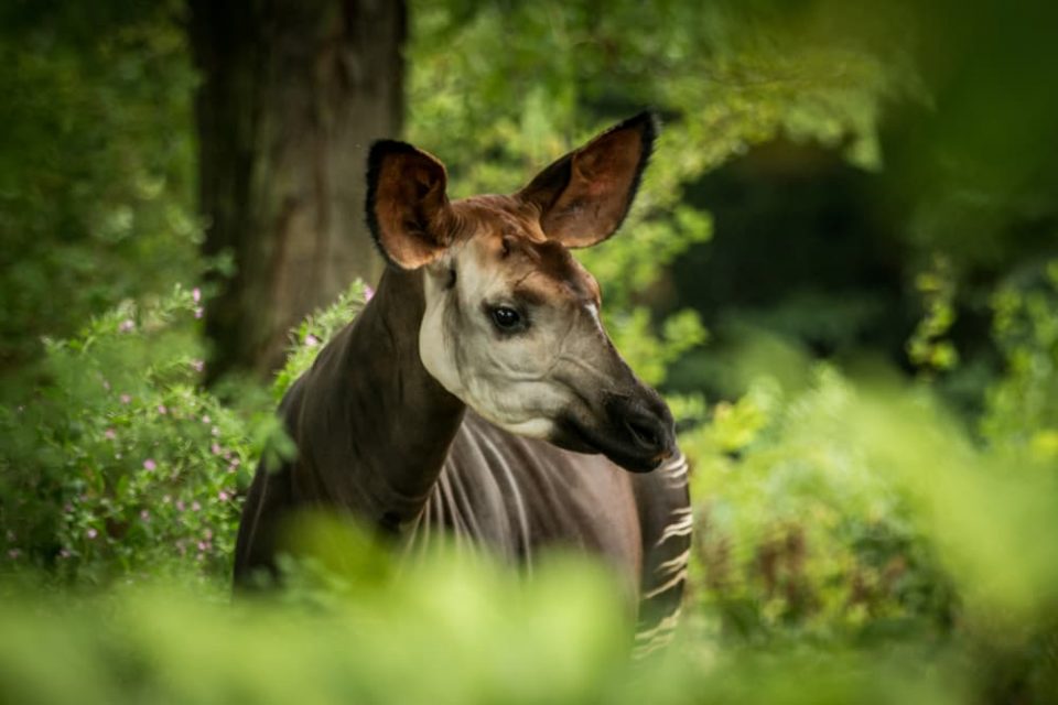 An okapi in a rainforest