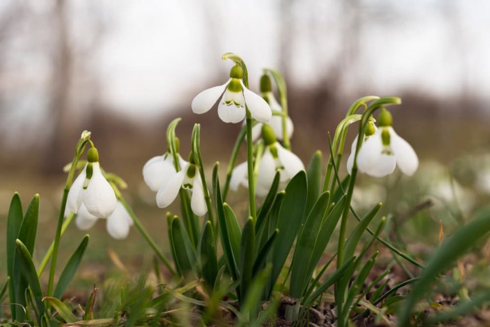 Snowdrop flowers in a field