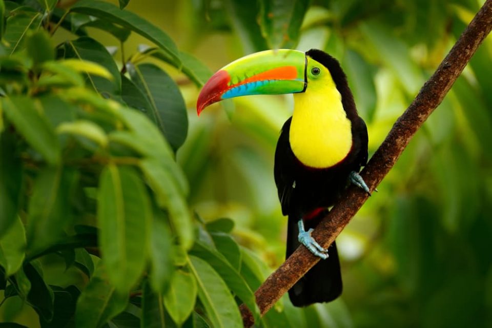 A toucan in a rainforest