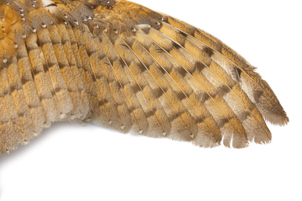 Close-up photo of barn owl wings