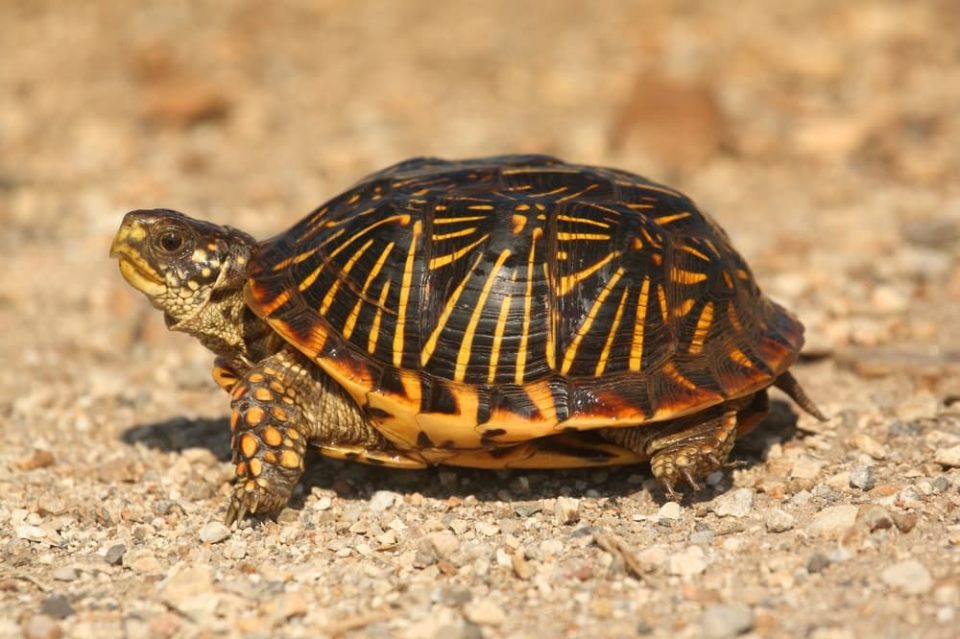 Box turtle with short tail