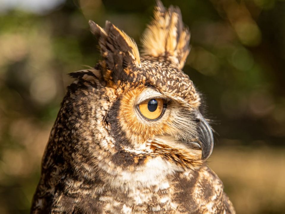 Head of a great horned owl, including ear tufts