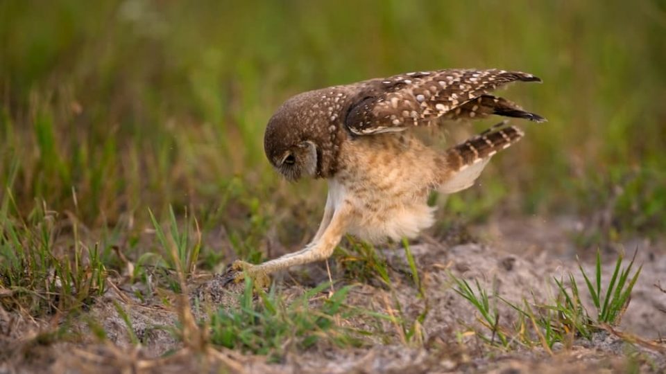 Owl using long legs to catch prey