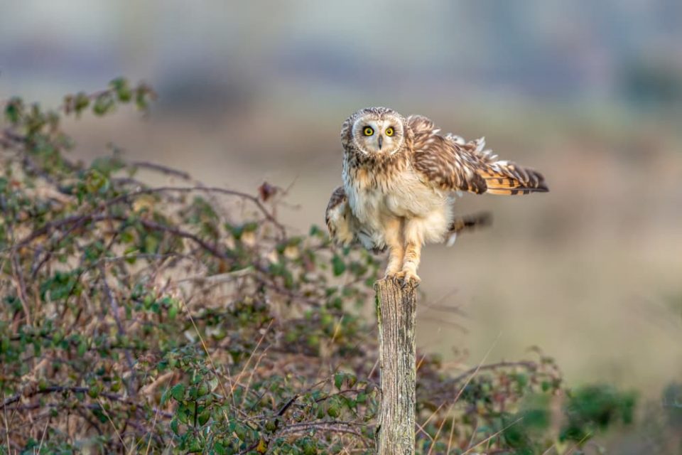 Owl legs on display as an owl perches on a post