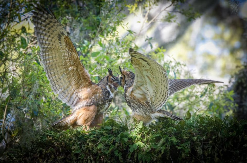 A pair of great horned owls in the forest