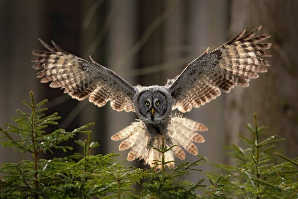 Owl wings on display as a great grey owl flies through a forest