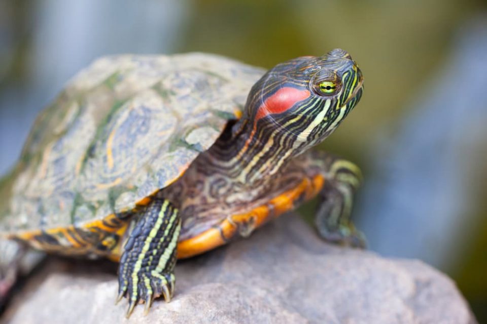 Red-eared terrapin showing the side of its head