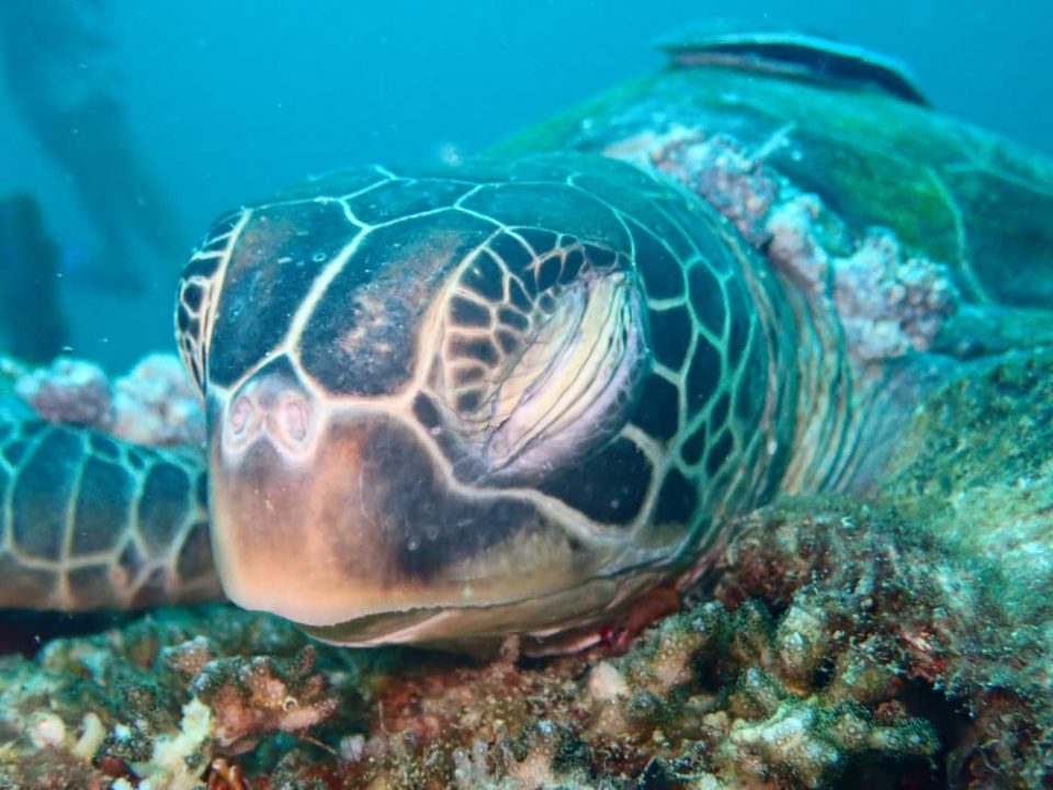 Sea turtle asleep in ocean with eyes closed