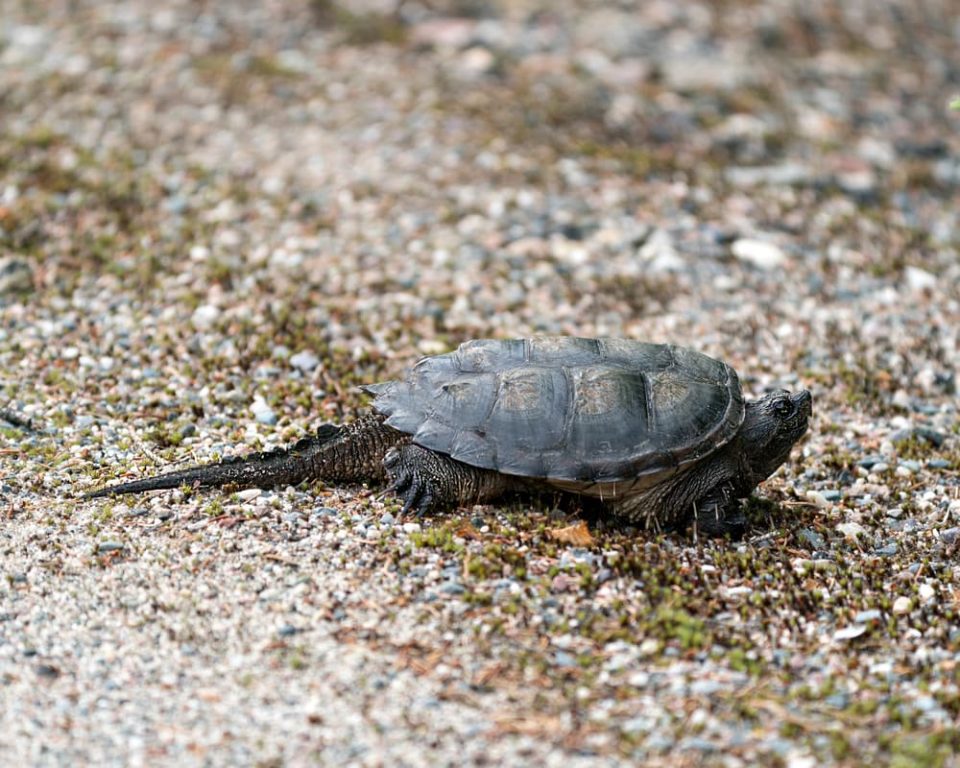 Snapping turtle with long sawtooth tail