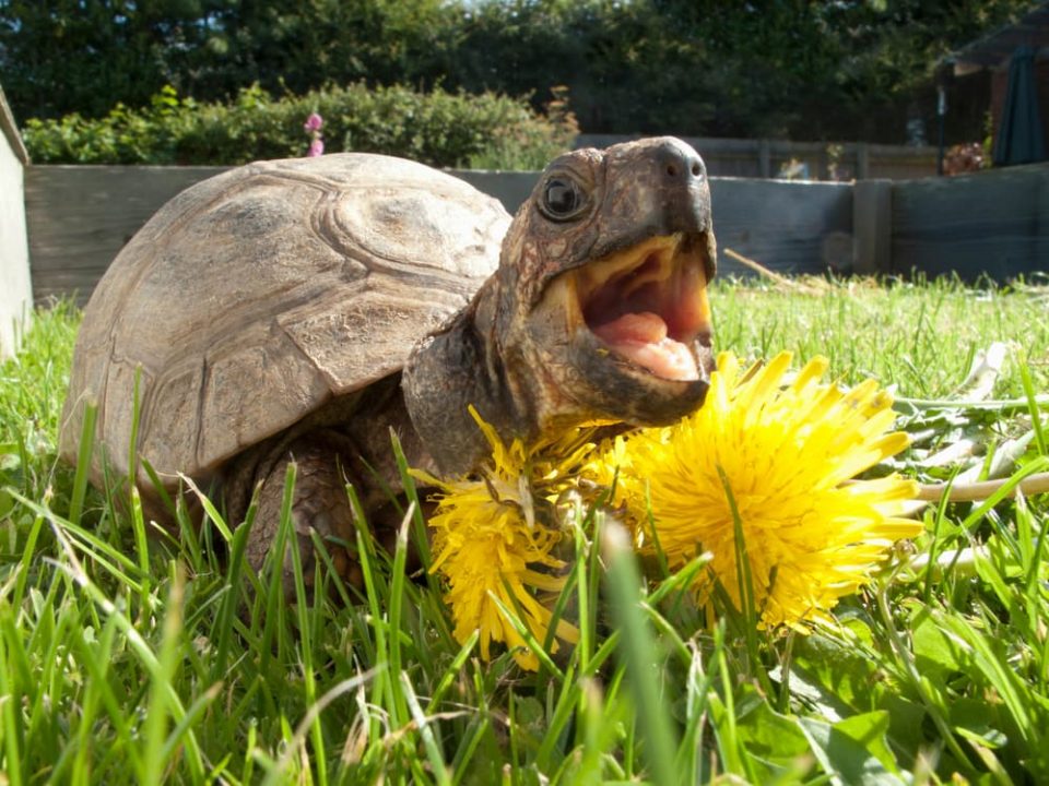 Turtle with mouth open to show hard palate