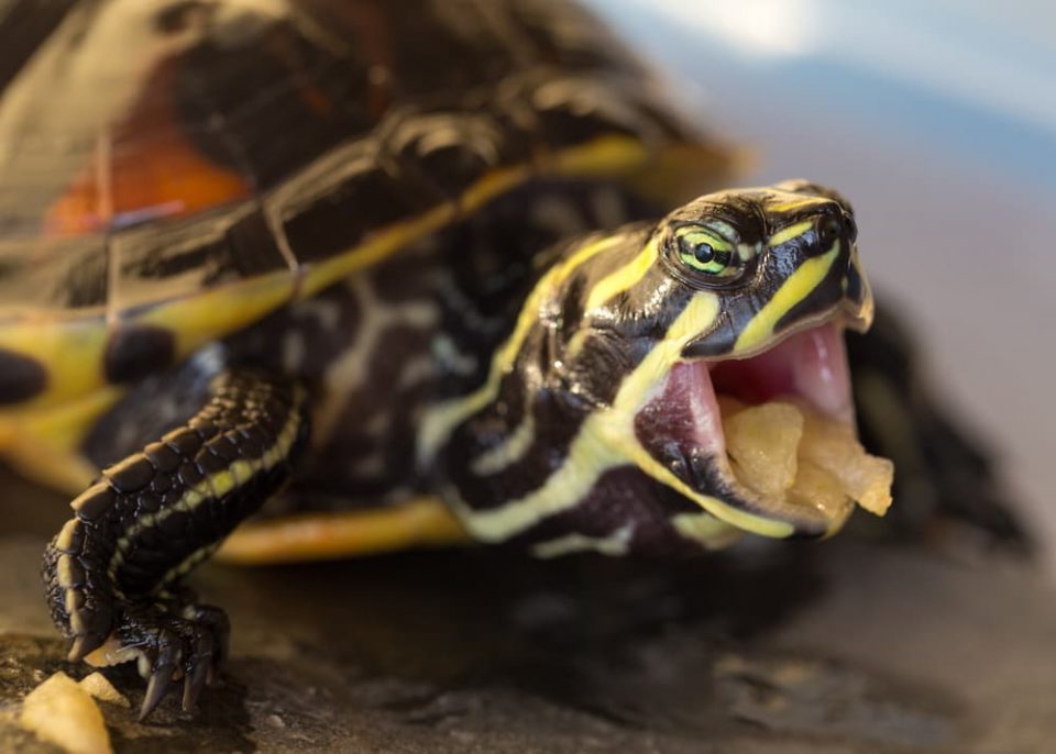 Turtle with its mouth open to show it doesn't have teeth