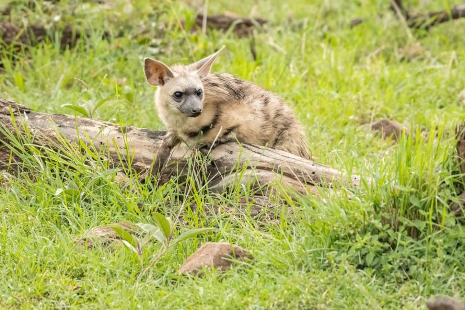 Aardwolf perching on log