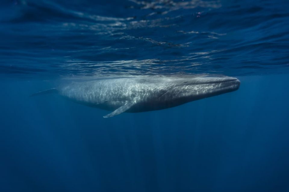 Blue whale swimming at the surface of the sea