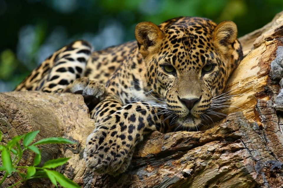 Jaguar resting on a tree in rainforest