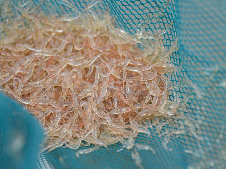 Krill caught in a blue net