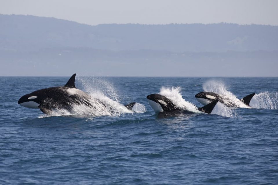 Pod of three orcas swimming in the sea