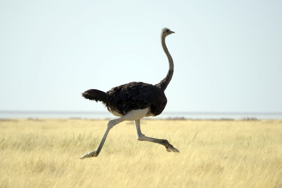 Ostrich running through grasslands