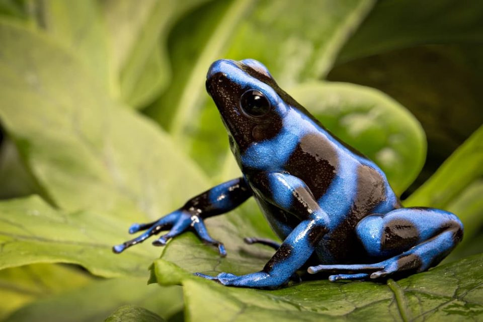 Blue poison dart frog on leaf