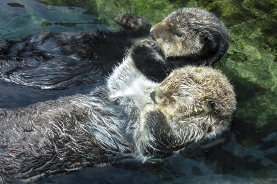 Sleeping sea otter holding another otter's paw