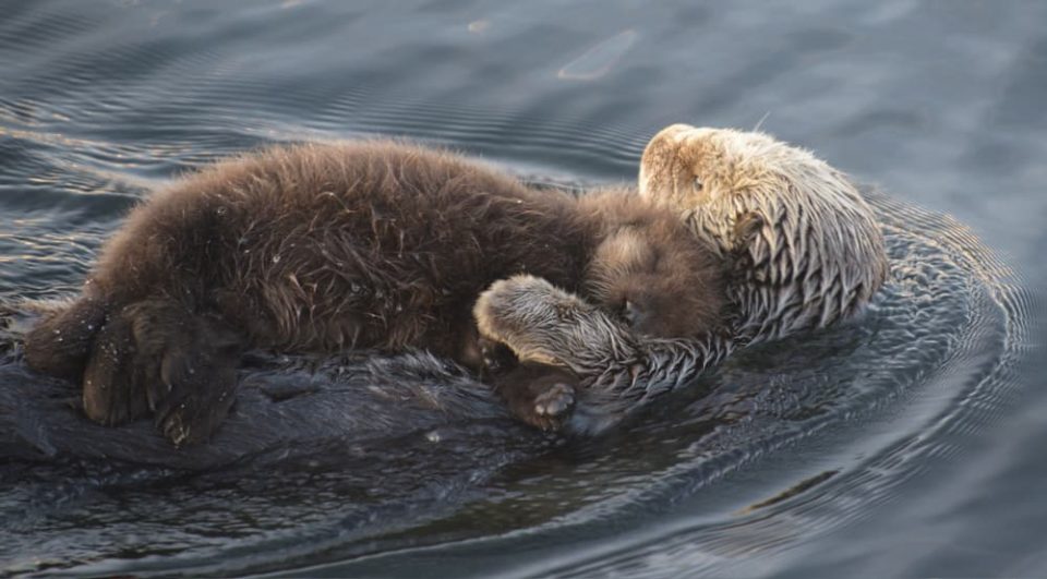 Young sea otter resting on parent's chest