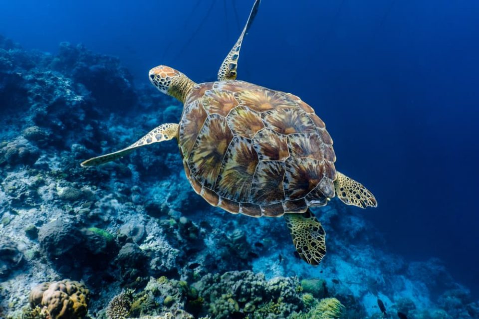 Sea turtle swimming over reef