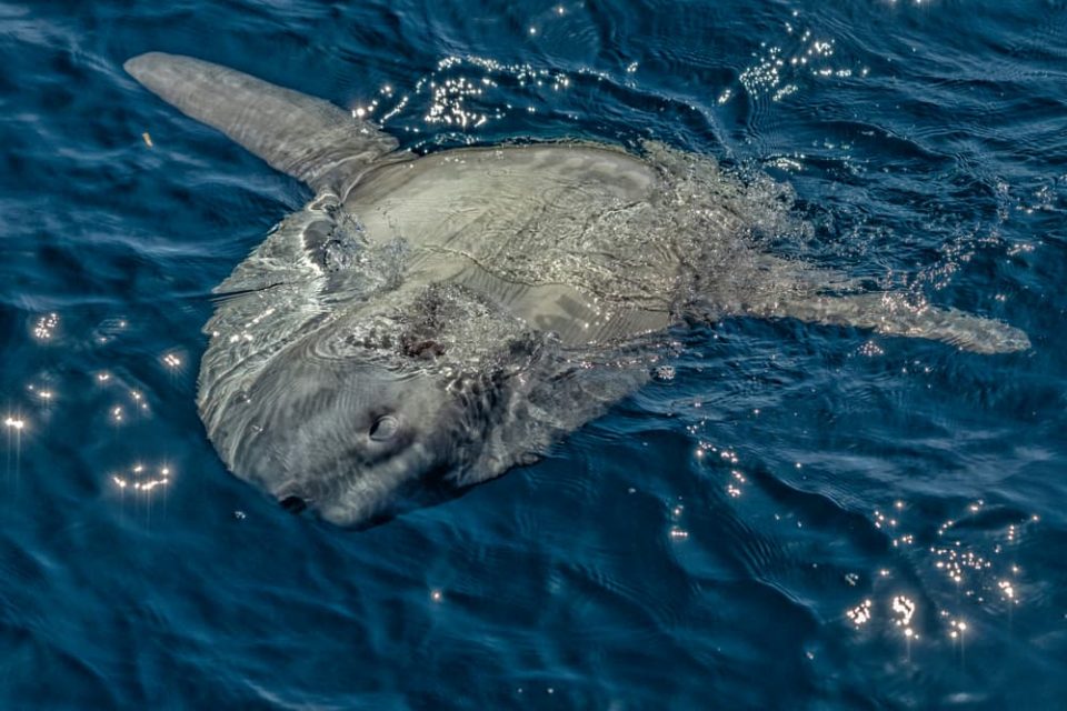 Ocean sunfish (mola mola) sunning itself on the surface